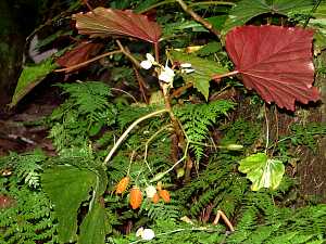 Begonia_sechellarum_Bunce2011.JPG
