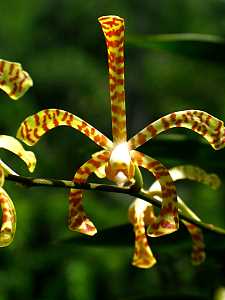 Spider_Orchid.jpg